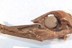 El fósil que permitió estudiar una antigua especie de ave.