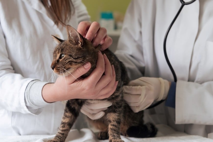 La ley que crea penas más severas para quienes cometan agresiones verbales o físicas dentro de un establecimiento de salud animal