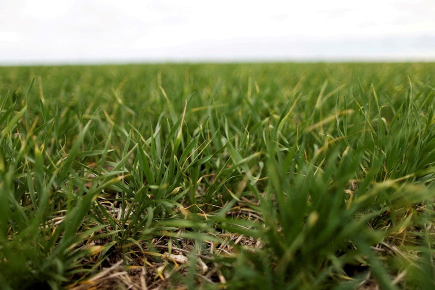 FILE PHOTO: Fields of wheat are seen on farmland near Azul, Argentina September 30, 2019. REUTERS/Agustin Marcarian/File Photo