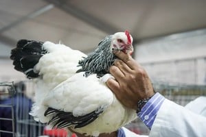 La agenda de actividades contempla dos jornadas centrales para los criadores.