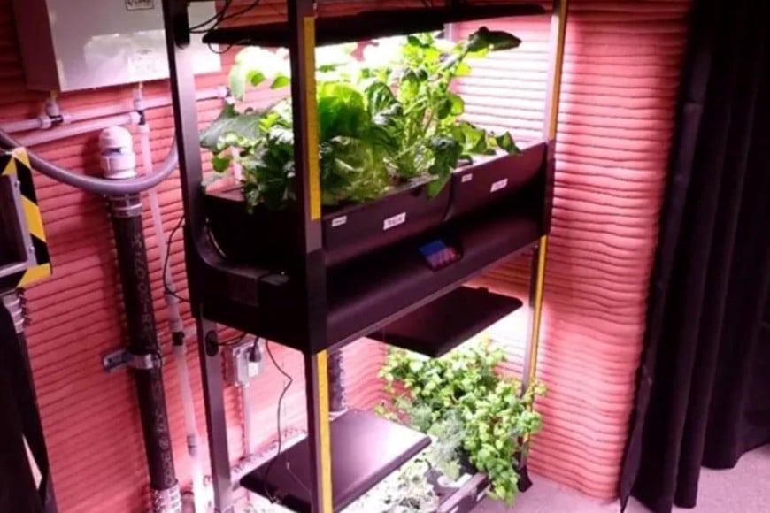 Cultivan sus verduras. Créditos: NASA