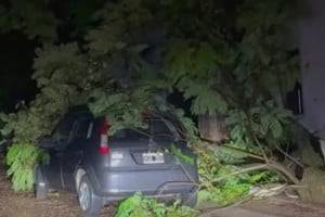 Un árbol de gran tamaño cayera sobre la vivienda