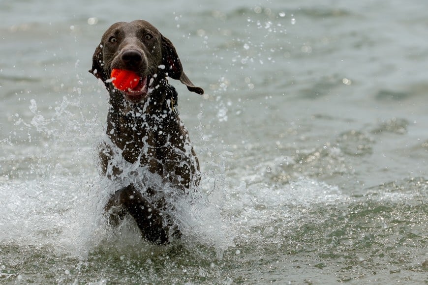 A dog cools off at the Pinedo dog beach amid an extreme heat warning in Valencia, Spain, on 9 July 2026. REUTERS/Eva Manez TPX IMAGES OF THE DAY