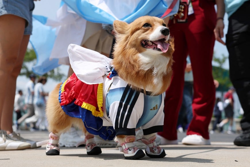 Soccer Football - FIFA World Cup 2026 - Final - Spain v Argentina - New York/New Jersey Stadium, East Rutherford, New Jersey, U.S. - July 19, 2026
A dog wearing an Argentina shirt is pictured outside the stadium before the match REUTERS/John Sibley