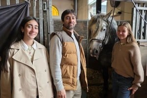 Percherón, una raza que impresiona por su porte y enamora por su docilidad