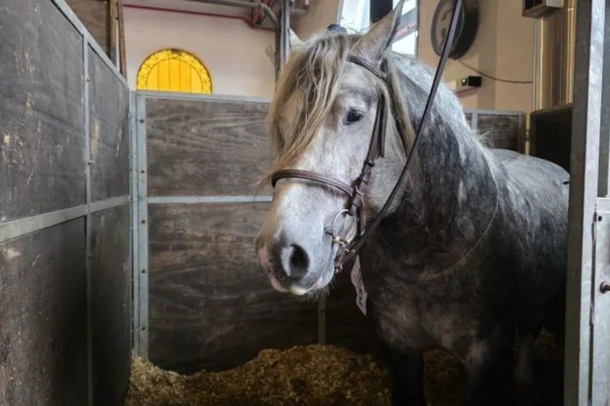 Percherón, una raza que impresiona por su porte y enamora por su docilidad
