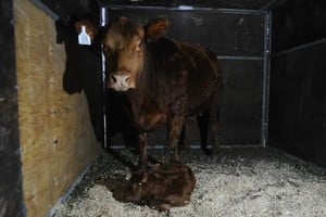 La tercera jornada de la Expo Rural tuvo un color diferente: Limangus se llevó la cucarda al primer nacimiento de la muestra, la ternera "Lionela".