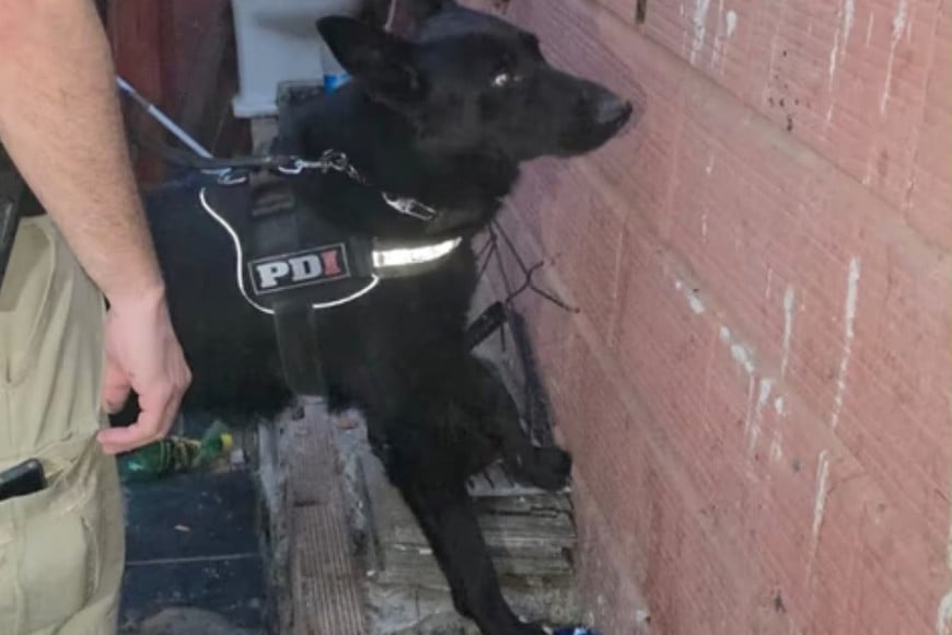 Kenzo, el perro K9 que participó del procedimiento.