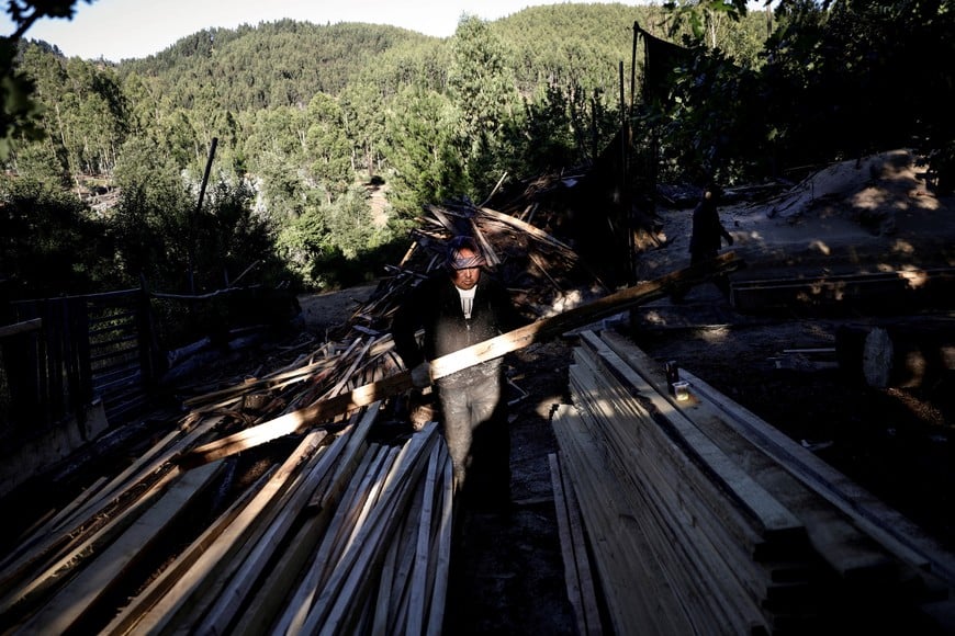 Luis Toledo, a Mapuche man, collects timber from a sawmill processing pine and eucalyptus trees on territory reclaimed from forestry companies in Ercilla, Chile, December 27, 2021. Mapuche communities and Indigenous organizations estimate they occupy about 150,000 hectares in southern Chile, including Fundo Pidenco, a 2,500-hectare property owned by forestry company Arauco that has been occupied by Mapuche activists since 2016; nearly a decade after the occupation began, the property contains homes, livestock and cultivated fields, and residents say they are restoring and revitalizing the land. "This used to be a desert, but with everything we've done here we've been healing the earth, rebuilding and bringing it back to life," said werken or community spokesperson Orfelina Alcaman, 44, whose grandparents lived and worked there before it became industrial forestry land. REUTERS/Juan Gonzalez SEARCH "CHILE GONZALEZ MAPUCHE" FOR THIS STORY. SEARCH "WIDER IMAGE" FOR ALL STORIES.