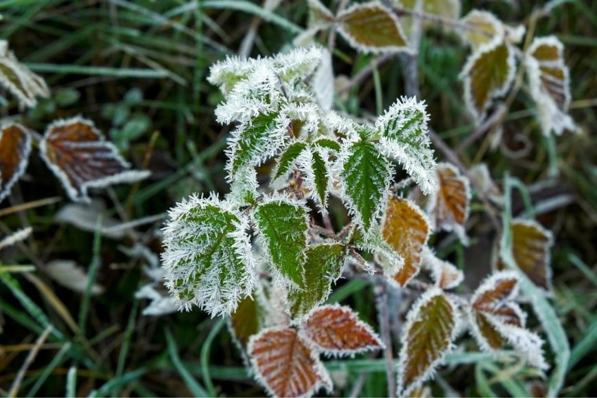 Con simples cuidados, las plantas pueden atravesar mejor la temporada de frío.