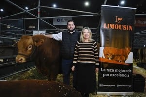 Limousin gana protagonismo en el "boom" ganadero: "Es la herramienta para meter kilos"