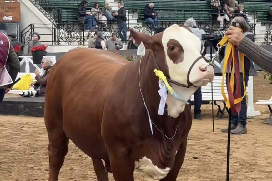 Marcaojo brilló en Palermo con destacados premios en Brahman y Braford