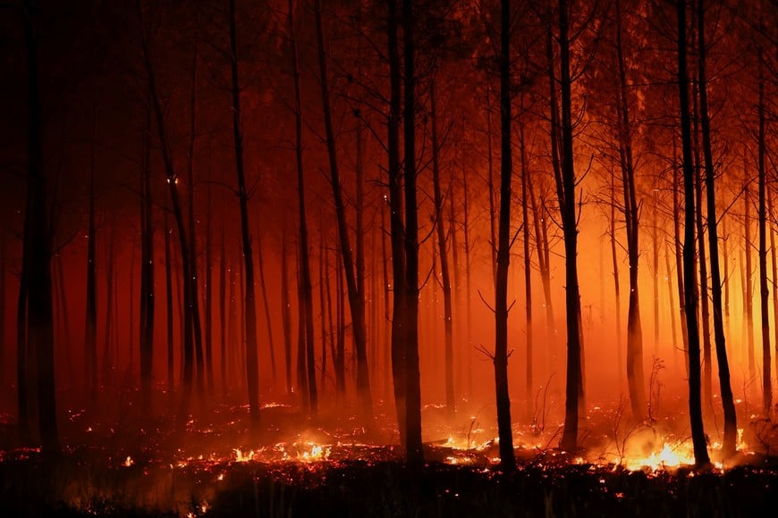 Embers and flames in Le Porge as a wildfire burns in a forest area in the Gironde department amid worsening drought conditions following a heatwave and water shortages across much of France, July 23, 2026. REUTERS/Stephane Mahe