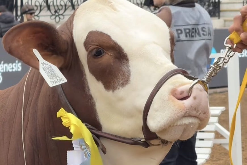 Marcaojo brilló en Palermo con destacados premios en Brahman y Braford