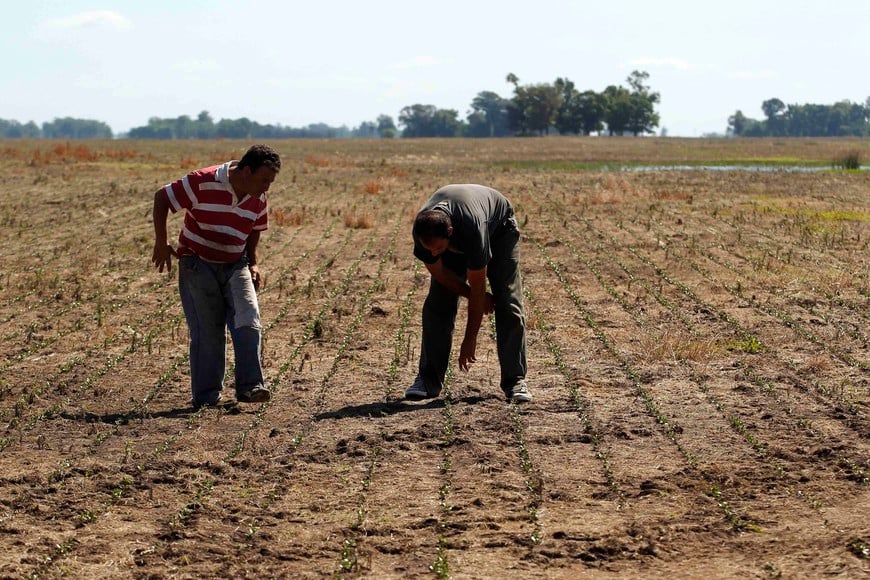 inspectores verificando
Farmers inspects a field recently planted with soybeans in the town of Estacion Islas in Buenos Aires province, November 27, 2012. The rains of late last week helped maintain a good level of moisture in Argentina's main crop belt, though some areas are still under water despite the dry weather of recent days, a meteorologist said Tuesday. Many analysts expect record production of soybeans and corn in the marketing year 2012/13 in Argentina, one of the world's biggest food exporters, thanks to good rains linked to the El Nino climate phenomenon. But the extensive rainfall that began in August also brought flooding that has forced some farmers to abandon their sowing plans in the most affected regions. REUTERS/Enrique Marcarian (ARGENTINA - Tags: AGRICULTURE BUSINESS COMMODITIES) buenos aires estacion islas cosecha de soja en plantacion de estacion islas campos cultivos plantaciones