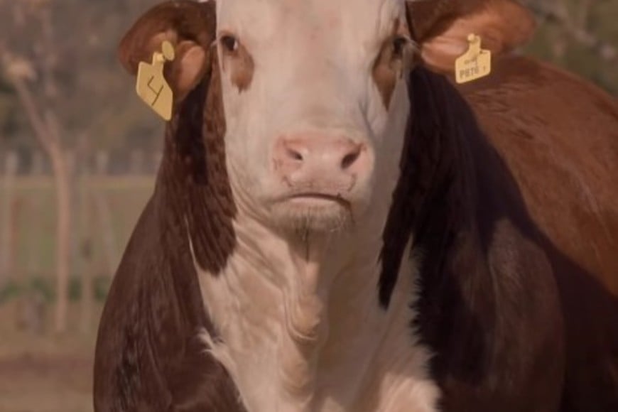 Con fuerte demanda, Estancia La Pelada concretó un exitoso remate de Brahman y Braford