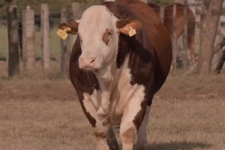 Con fuerte demanda, Estancia La Pelada concretó un exitoso remate de Brahman y Braford