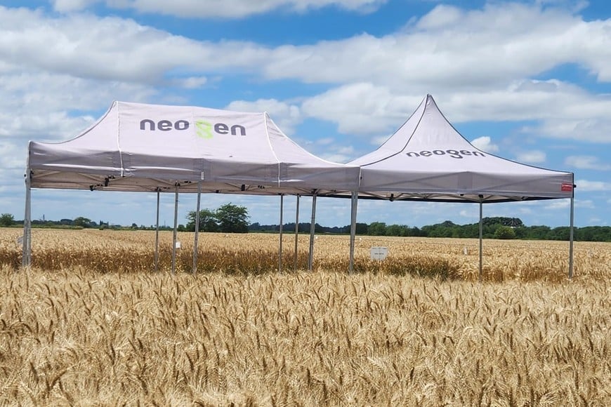 Desde Neogen, marca de GDM, aportan evidencia sobre el impacto de las recientes heladas en el trigo, y explican por qué el daño visible no siempre se traduce en pérdidas de rendimiento.