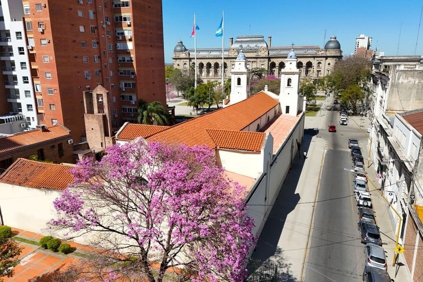 Un lapacho rosado en el casco histórico; de fondo, Casa de Gobierno. Foto: Fernando Nicola