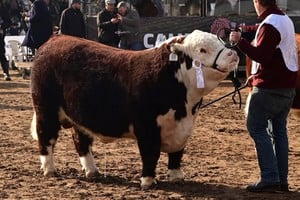 Lanzan créditos para toros y hembras de alta genética con beneficios del RIMI
