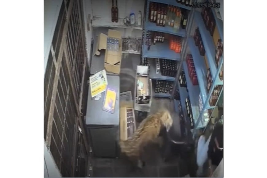 El video del episodio muestra al animal desplazándose por el establecimiento
