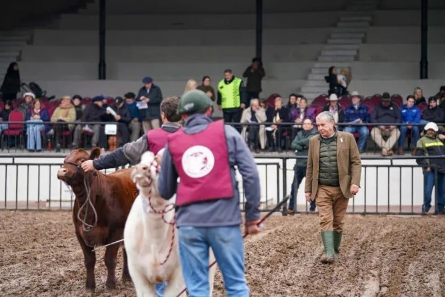 Qué observa un jurado al calificar a los mejores animales de la Exposición Rural