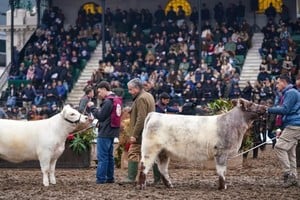 Qué observa un jurado al calificar a los mejores animales de la Exposición Rural