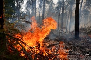 A view of a wildfire near Lacanau, amongst worsening drought conditions following a heatwave and water shortages across much of France, July 25, 2026. REUTERS/Abdul Saboor