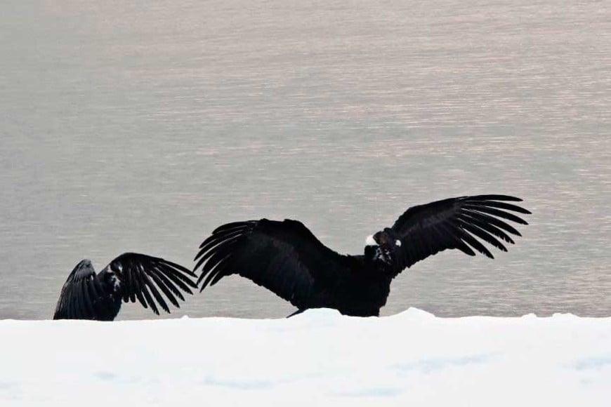Piden no acercarse ni interactuar con las aves.
