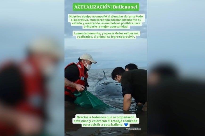 El operativo no logró salvarla: murió la ballena varada en San Isidro.