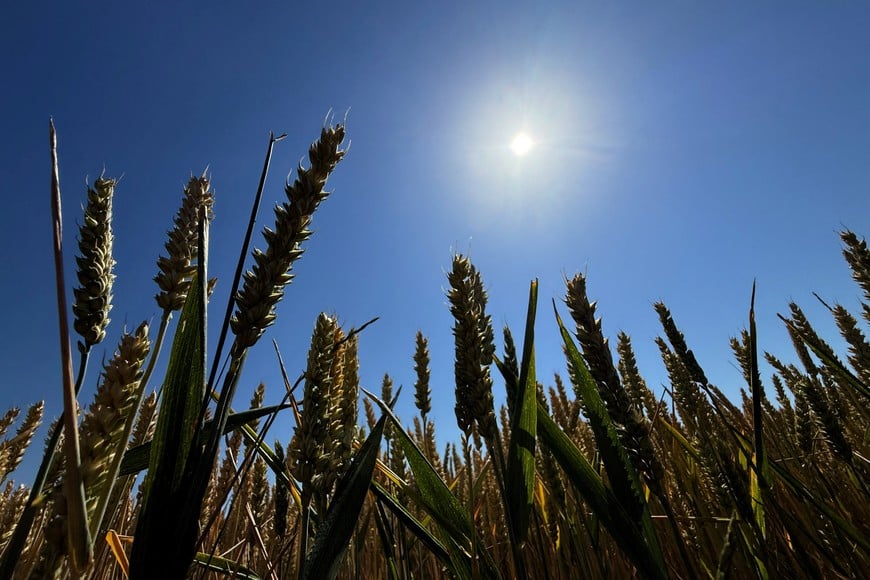 The sun shines over a winter wheat field near Niddatal, Germany, June 25, 2026. Hot weather has accelerated ripening, putting the crop ahead of its usual mid-July harvest schedule.   REUTERS/Timm Reichert