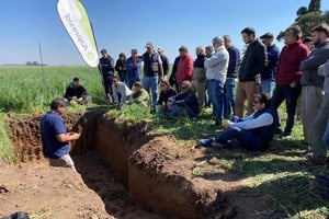 Los cultivos de servicio permiten la descompactación biológica y ayudan a reducir el uso de herbicidas.