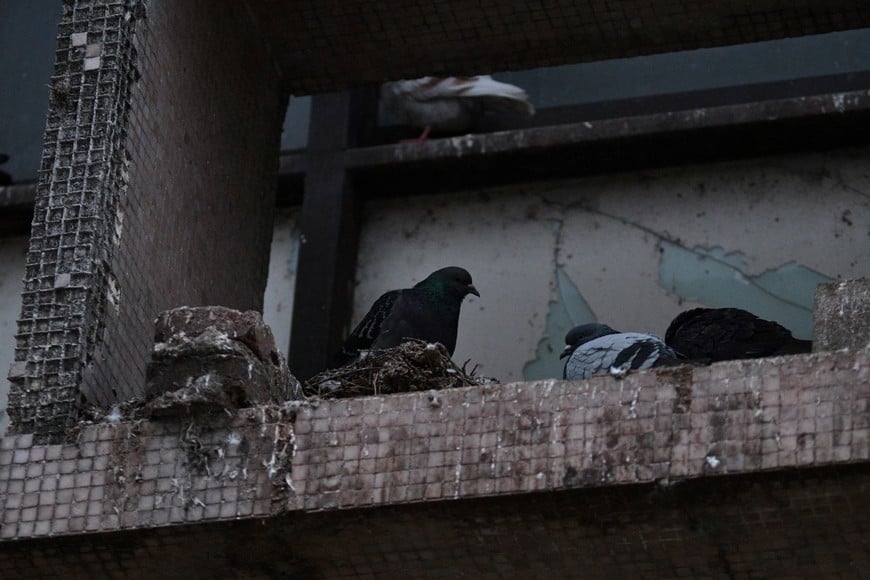 Las palomas dejan “montoncitos” de caca, que se adhiere a las venecitas. Foto: Manuel Fabatía