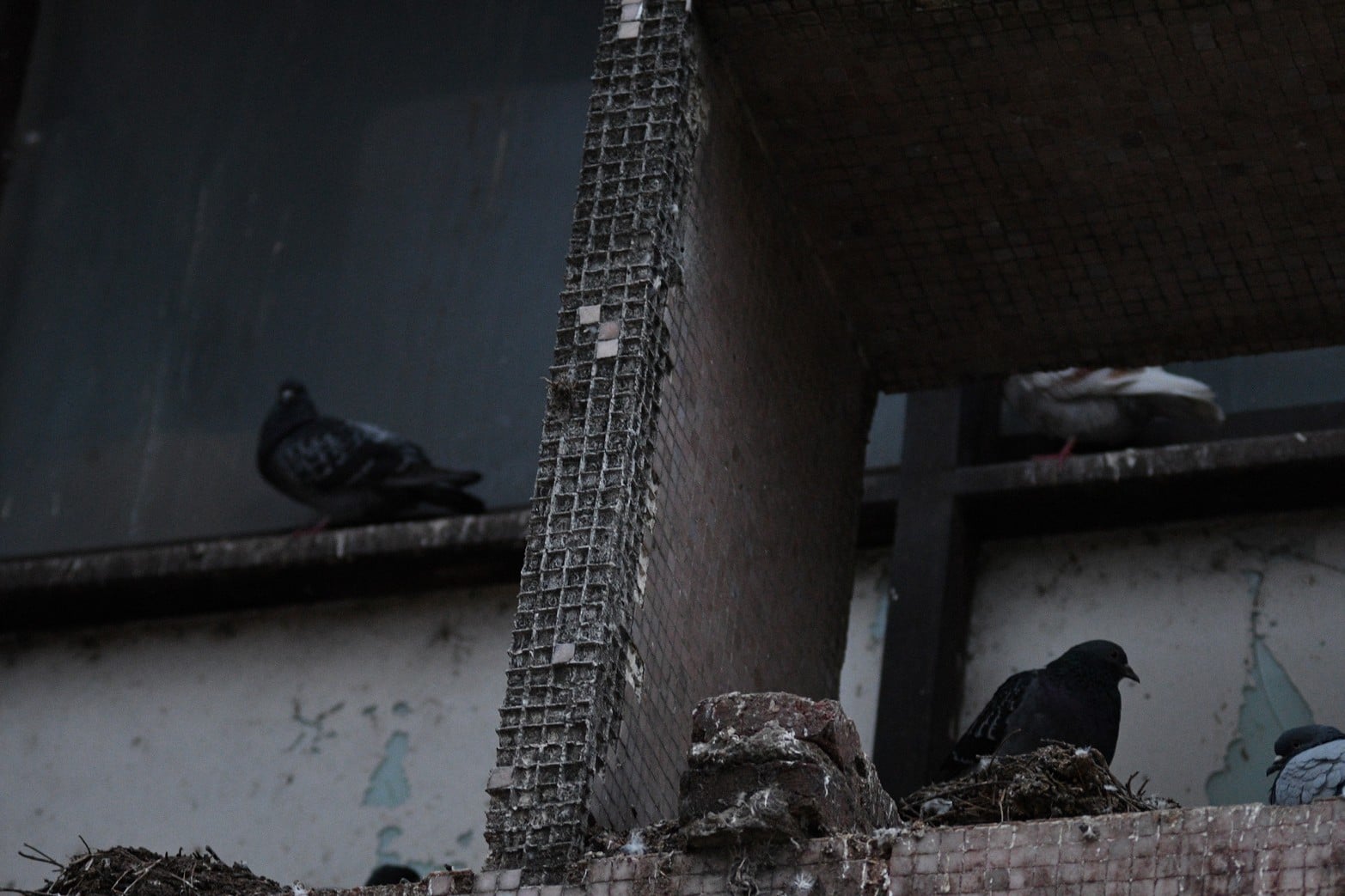 Vidrios rotos, basura, revoques caídos, palomas, humedad. Así está el edificio.