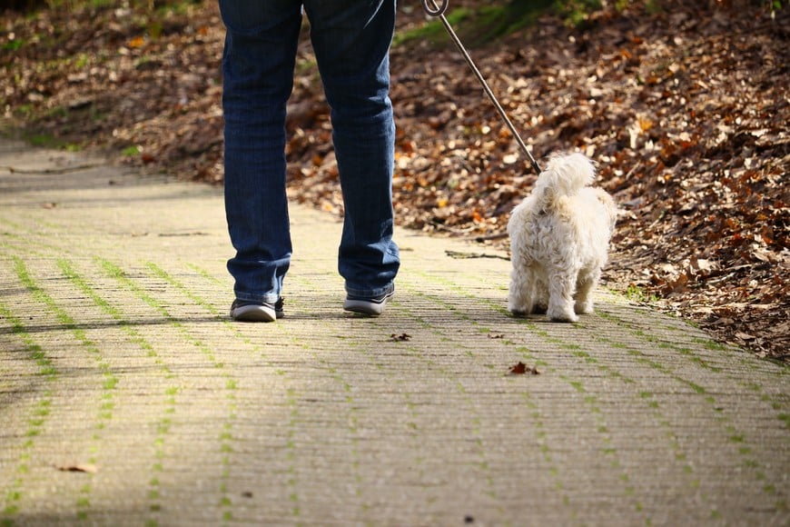 Cada mascota necesita una rutina adaptada a su edad y energía.