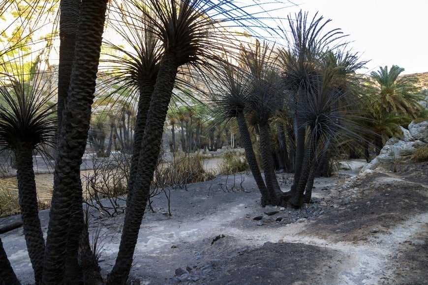 Charred palm tree trunks at the Preveli Palm Forest, following a wildfire, on the island of Crete, Greece, July 31, 2026. REUTERS/Stefanos Rapanis