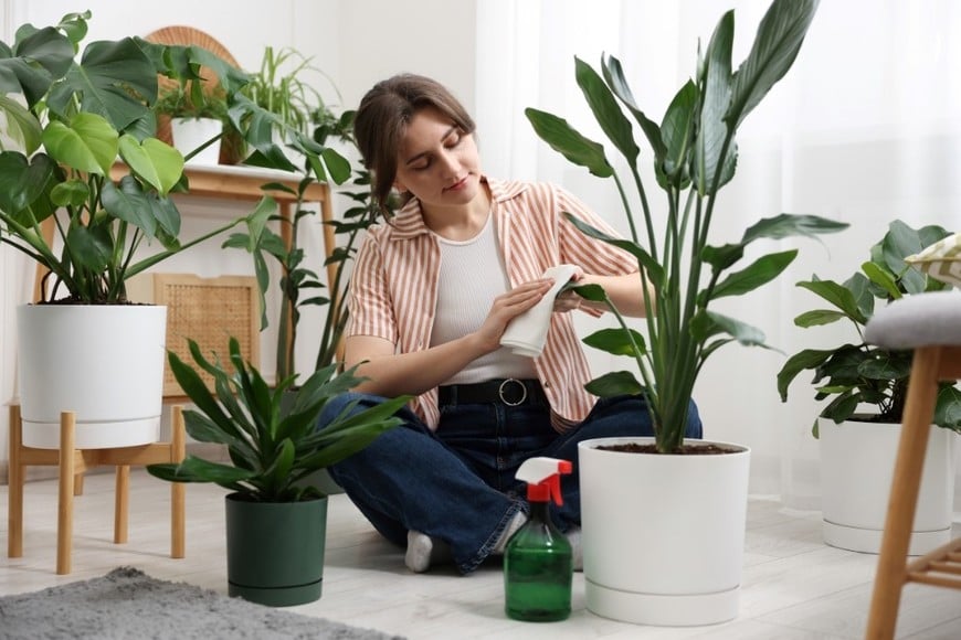 Sus hojas verdes aportan un toque natural a espacios interiores.
