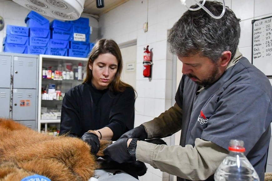 El animal completó su recuperación antes de regresar a su hábitat.