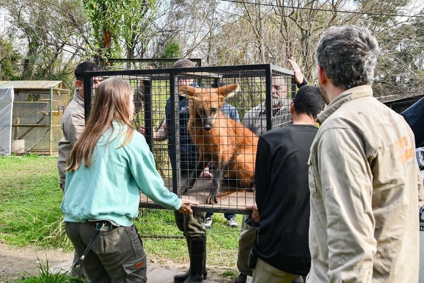 El aguará guazú volvió a la naturaleza tras su rehabilitación.
