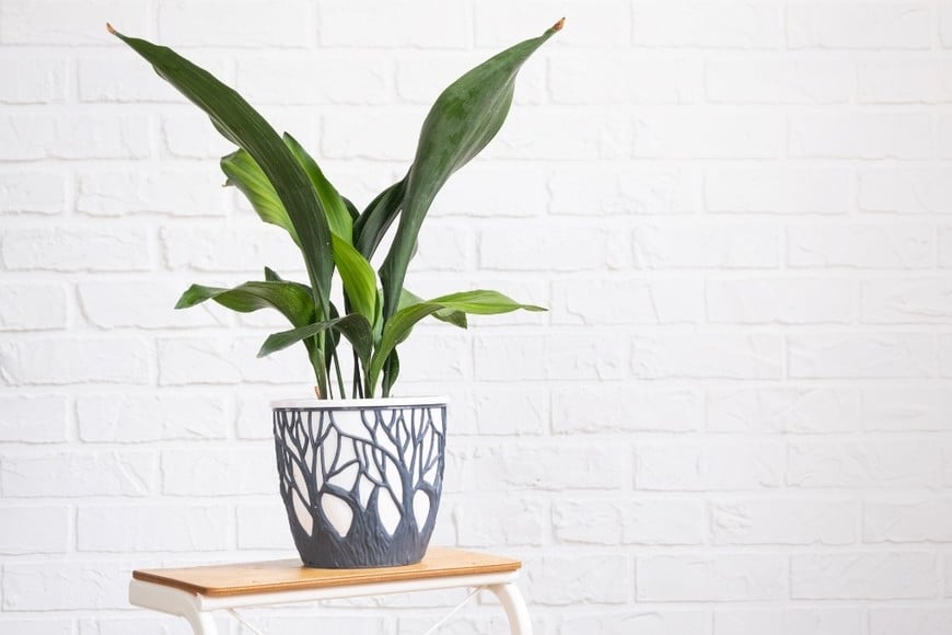 Esta planta destaca por su resistencia y fácil mantenimiento.