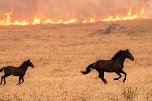 Los equinos buscando refugio fueron captados por una cámara. Imagen mejorada con IA