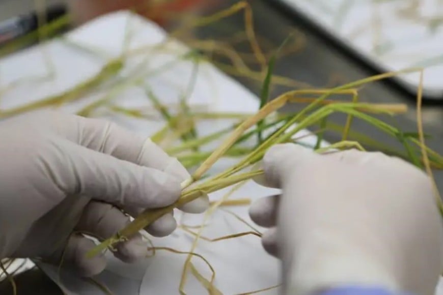 En 2022 , China había logrado la primera cosecha mundial de arroz de semilla a semilla en el espacio.