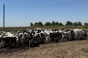 Especialistas analizarán en Humboldt cómo mejorar la rentabilidad de la carne Holando