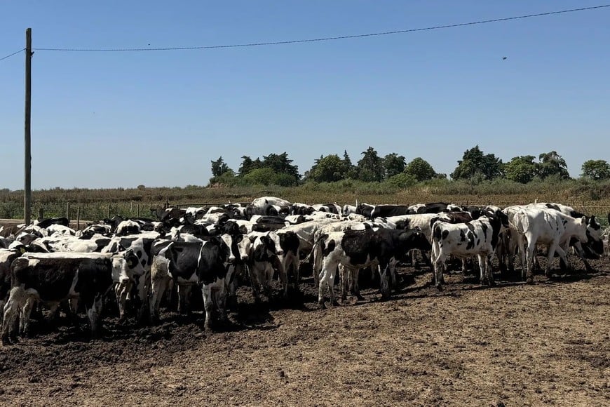 Especialistas analizarán en Humboldt cómo mejorar la rentabilidad de la carne Holando