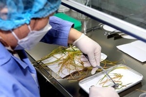 En 2022 , China había logrado la primera cosecha mundial de arroz de semilla a semilla en el espacio.