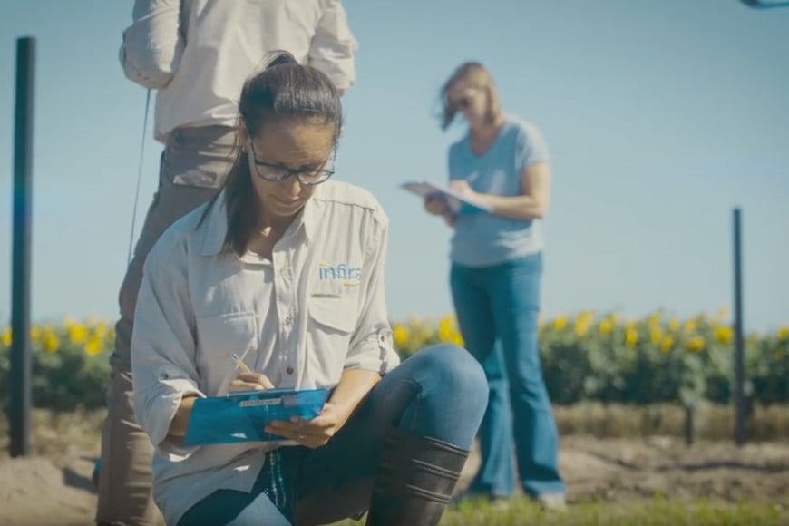 Además del arroz, la tecnología se está probando en otros cultivos. Foto: Gentileza Conicet