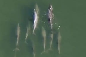 Los delfines suelen cargar con sus crías fallecidas durante un periodo de duelo.