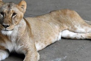 Desde mediados de julio, 10 de los 16 leones en el Parque Zoológico de Tama han sufrido síntomas.