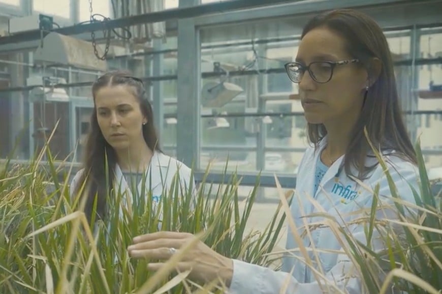 Del laboratorio al campo. La tecnología ya se está probando en suelos de la provincia y del país. Foto: Gentileza Conicet