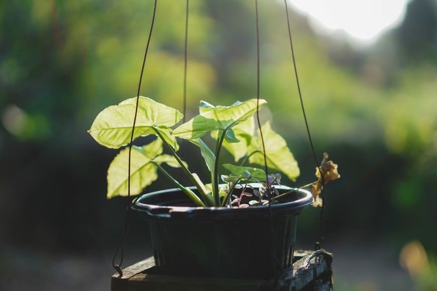 Una alternativa práctica para quienes buscan sumar naturaleza al hogar.
